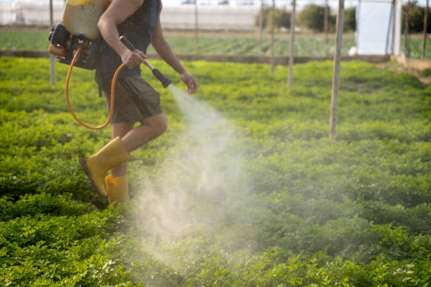 Best Exterminator Services  in Spring Valley, CA