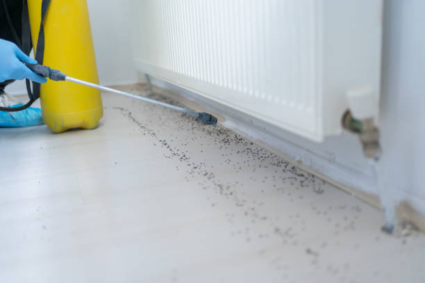 Best Wasp Removal Services  in Spring Valley, CA